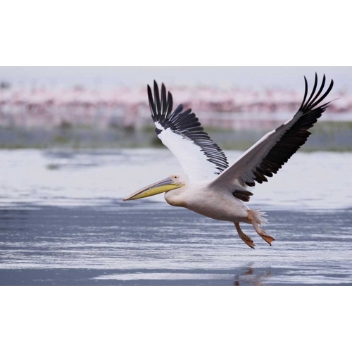 Kenya, Nakuru NP Great white pelican takes off
